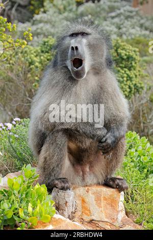 Großer männlicher Chacma-Pavian (Papio ursinus), der in einem natürlichen Lebensraum in Südafrika sitzt Stockfoto