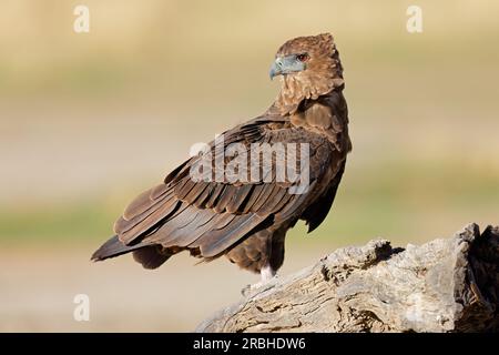 Ein unreifer Bateleur-Adler (Terathopius ecaudatus) auf einem Baumstumpf, Kalahari-Wüste, Südafrika Stockfoto