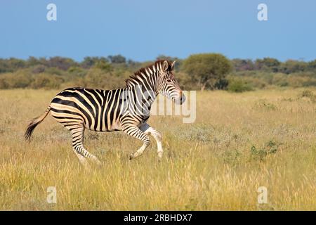 Ein flaines Zebra (Equus burchelli), das im Grasland in Südafrika läuft Stockfoto