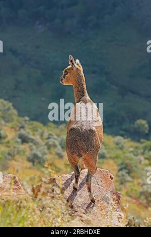 Klipspringerantilope (Oreotragus oreotragus) auf einem Felsen stehend, Marakele-Nationalpark, Südafrika Stockfoto