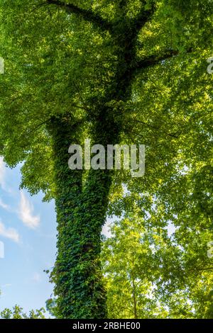 Schloss Sanssouci und Park im Frühling, in Potsdam, Brandenburg. Nahaufnahme eines wunderschönen Baumes. Stockfoto
