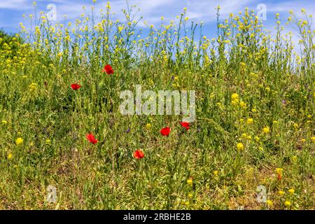 Wunderschöner Landschaftsblick auf leuchtend rote blühende Mohnblumen auf wunderschöner grüner Wildblumen-Graswiesen Stockfoto