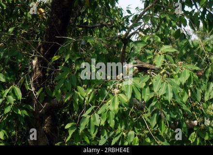 Ein Paar grüne Kaisertauben (Ducula aenea), die in Baumkronen im Pasir RIS Park, Singapur leben Stockfoto