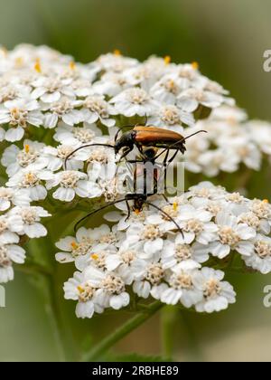 Käfer auf weißen Blüten Stockfoto