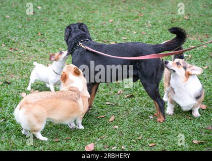 Gruppe von Hunden verschiedener Rassen, die sich auf dem Feld gegenseitig spielen und schnüffeln. Hundesoziales Konzept. Stockfoto