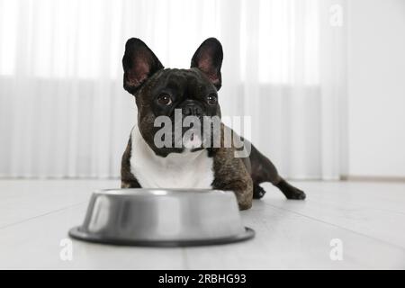 Bezaubernder französischer Bulldog in der Nähe der Schüssel. Hübsches Haustier Stockfoto