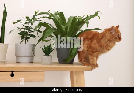 Niedliche Katze in der Nähe grüner Zimmerpflanzen auf einem Holztisch zu Hause Stockfoto