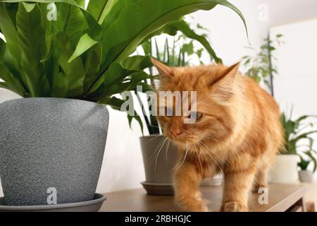 Niedliche Katze in der Nähe grüner Zimmerpflanzen auf einem Holztisch zu Hause Stockfoto
