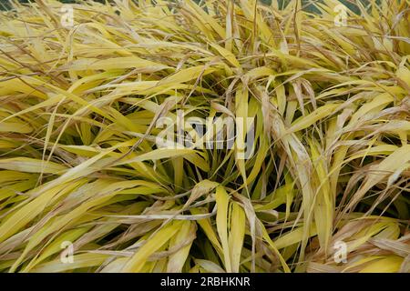 Natürliche Nahaufnahme auf dem dekorativen Hakone oder japanischen Waldgras, Hakonechloa macra Stockfoto