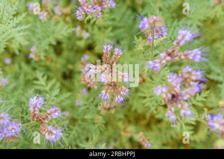 Phacelia tanacetifolia, auch bekannt als Skorpionkraut oder Heliotrope, die auf dem Feld wachsen, als Deckkulturen, selektiver Fokus Stockfoto