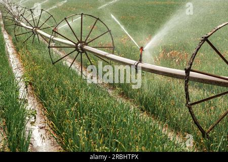 Bewässerung von Rädern mit Sprinklerwasserquelle Zwiebelpflanze im Sommer, selektiver Fokus Stockfoto