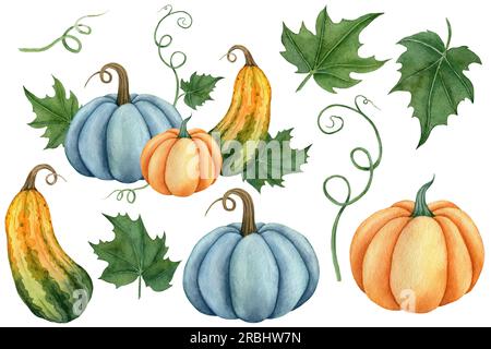Aquarelle Kürbisse in Orange, Blau und Grün mit Blättern. Handgezeichnetes Gemüse für die Gestaltung von Schildern, Logo der Agrarwirtschaft Stockfoto