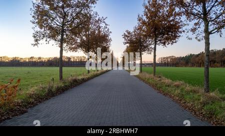 Eine idyllische Szene einer baumgesäumten Straße, eingebettet zwischen weitläufigen Feldern in einer ruhigen Landschaft, unter den faszinierenden Farbtönen des Sonnenuntergangs. Das Bild zeigt den Frieden und die Ruhe des ländlichen Lebens, neben der atemberaubenden Schönheit des Abendhimmels. Von Bäumen gesäumte Straße zwischen Bauernfeldern in ländlicher Umgebung unter einem Sonnenuntergangshimmel. Hochwertiges Foto Stockfoto