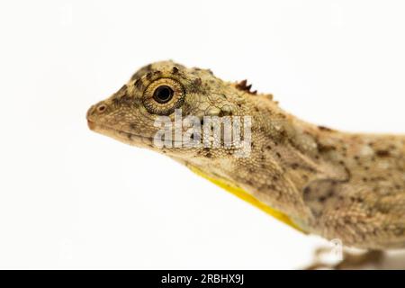 Fliegender Drache oder fliegende Eidechse Draco Volans isoliert auf weißem Hintergrund Stockfoto