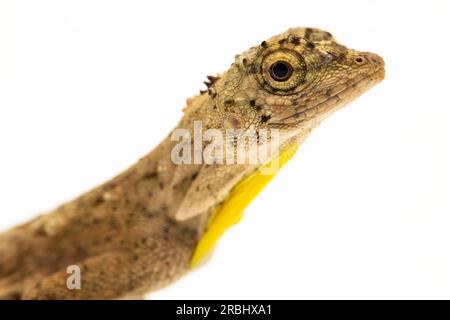 Fliegender Drache oder fliegende Eidechse Draco Volans isoliert auf weißem Hintergrund Stockfoto