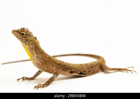 Fliegender Drache oder fliegende Eidechse Draco Volans isoliert auf weißem Hintergrund Stockfoto