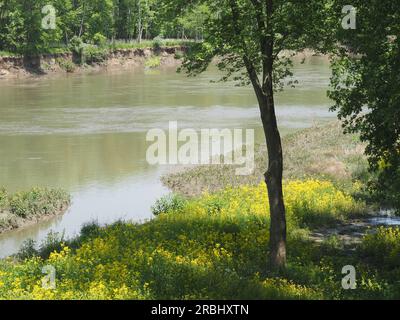 Sangamon River im historischen Petersburg, IL, an einem wunderschönen sonnigen Nachmittag im Mai. Abraham Lincoln reiste diesen Fluss in den 1830er Jahren mit einem Flachboot. Stockfoto