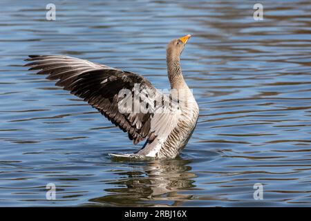 Die Graugans breitet ihre Flügel auf dem Wasser aus. Anser anser ist eine Art von Großgans aus der Wasservogelfamilie Anatidae und der Typusart der g Stockfoto