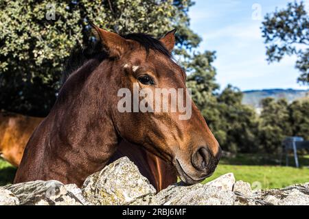 Detail des Kopfes eines hellbraunen Pferdes, das sich über einen Zaun lehnt, auf einer Wiese. Pferde-, Tier-, Haustier- und Haustierkonzept. Stockfoto