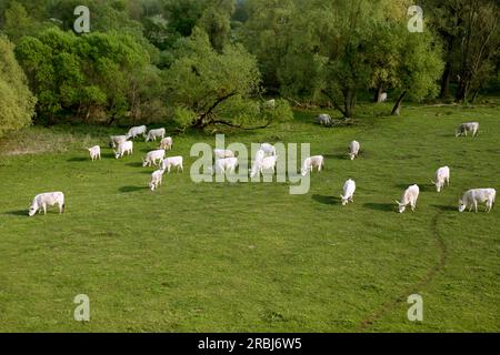 Wasserbüffel im Reservat Kápolnapuszty Buffalo, Kreis Veszprém, Ungarn Stockfoto