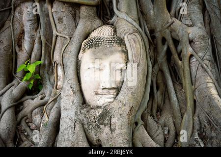 Im Wat Mahathat in Ayutthaya, Thailand, verschlungen sich der Buddha-Kopf aus Stein in Baumwurzeln. Buddhistischer Tempel in der antiken Stadt des Königreichs Ayutthaya Stockfoto