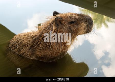 Capybara Schwimmen im Wasser für Erwachsene. Wasserkopf-Nahaufnahme Stockfoto