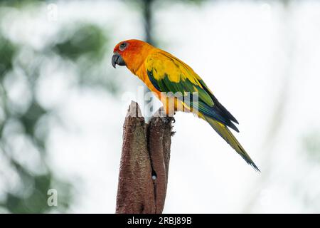 Sun Conure Papagei Orange und Rot und Gelb Stockfoto