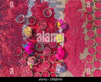 Bogra, Rajshahi, Bangladesch. 10. Juli 2023, Bogra, Rajshahi, Bangladesch: Tausende von hellen roten Kartoffeln werden gewaschen, sortiert und gepflückt und können in ganz Bangladesch verkauft werden. Arbeiter saugen Tonnen des Gemüses ab, bevor sie es auf einem Gemüsemarkt in Bogra, Bangladesch, in Körbe packen. Die Red La Soda Spuds werden dann in die Hauptstadt Dhaka gebracht, wo sie im ganzen Land verteilt werden. Die Pflücker, die nur Â £2 verdienen. Kredit: ZUMA Press, Inc Kredit: ZUMA Press, Inc./Alamy Live News Stockfoto