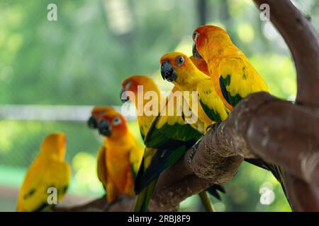Der Sonnenkönigssittich oder Vogel ist wunderschön. aratinga hat ein gelbes, exotisches Haustier von Aratinga solstitialis, das bei amazon heimisch ist Stockfoto