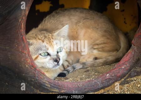 Die Sandkatze Felis margarita ist eine wunderschöne Wüstenkatze. Der hübsche sitzt in seinem Versteck. Exotisches Haustier Stockfoto
