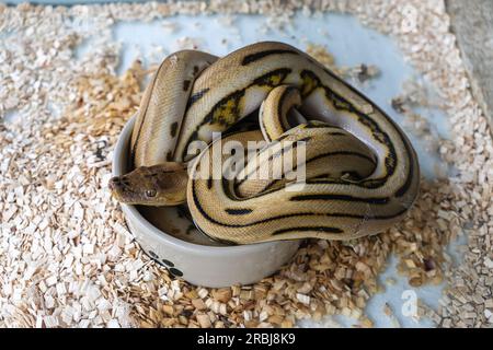 Gefleckte Pythonschlange in einem Terrarium auf weißem Hintergrund Stockfoto