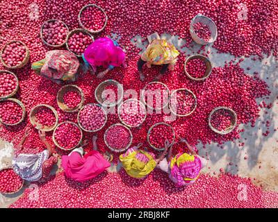 Bogra, Rajshahi, Bangladesch. 10. Juli 2023, Bogra, Rajshahi, Bangladesch: Tausende von hellen roten Kartoffeln werden gewaschen, sortiert und gepflückt und können in ganz Bangladesch verkauft werden. Arbeiter saugen Tonnen des Gemüses ab, bevor sie es auf einem Gemüsemarkt in Bogra, Bangladesch, in Körbe packen. Die Red La Soda Spuds werden dann in die Hauptstadt Dhaka gebracht, wo sie im ganzen Land verteilt werden. Die Pflücker, die nur Â £2 verdienen. Kredit: ZUMA Press, Inc Kredit: ZUMA Press, Inc./Alamy Live News Stockfoto