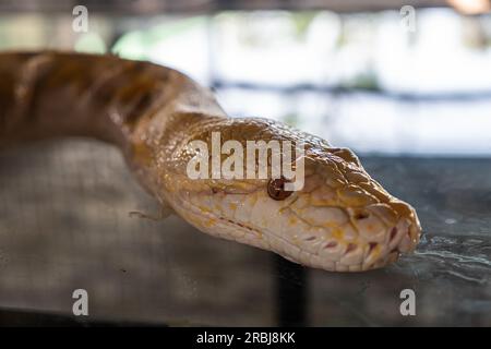 Nahaufnahme einer albino-birmanischen Python. Schlangenkopf Nahaufnahme Stockfoto