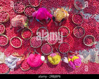 Bogra, Rajshahi, Bangladesch. 10. Juli 2023, Bogra, Rajshahi, Bangladesch: Tausende von hellen roten Kartoffeln werden gewaschen, sortiert und gepflückt und können in ganz Bangladesch verkauft werden. Arbeiter saugen Tonnen des Gemüses ab, bevor sie es auf einem Gemüsemarkt in Bogra, Bangladesch, in Körbe packen. Die Red La Soda Spuds werden dann in die Hauptstadt Dhaka gebracht, wo sie im ganzen Land verteilt werden. Die Pflücker, die nur Â £2 verdienen. Kredit: ZUMA Press, Inc Kredit: ZUMA Press, Inc./Alamy Live News Stockfoto