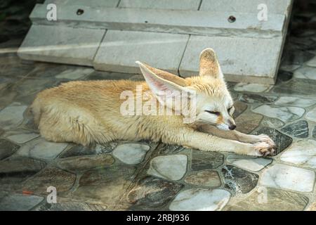 Fennek Fox Vulpes zerda ist ein kleiner Krepuskelfuchs, der in den Wüsten Nordafrikas heimisch ist Stockfoto