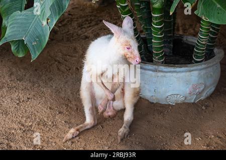 Känguru im Zoo in Weiß Stockfoto