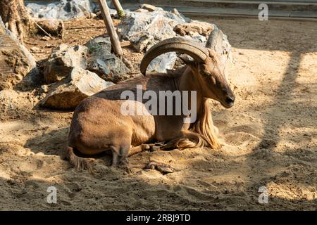 Der Mähne-Widder frisst Heu, das Tier im Zoo, die großen abgerundeten Hörner des Widders. Stockfoto