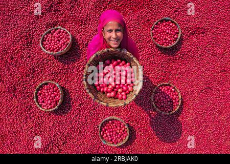 Bogra, Rajshahi, Bangladesch. 10. Juli 2023, Bogra, Rajshahi, Bangladesch: Tausende von hellen roten Kartoffeln werden gewaschen, sortiert und gepflückt und können in ganz Bangladesch verkauft werden. Arbeiter saugen Tonnen des Gemüses ab, bevor sie es auf einem Gemüsemarkt in Bogra, Bangladesch, in Körbe packen. Die Red La Soda Spuds werden dann in die Hauptstadt Dhaka gebracht, wo sie im ganzen Land verteilt werden. Die Pflücker, die nur Â £2 verdienen. Kredit: ZUMA Press, Inc Kredit: ZUMA Press, Inc./Alamy Live News Stockfoto