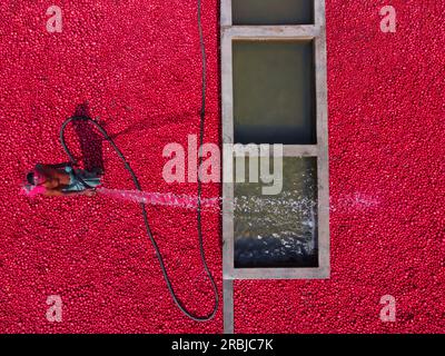 Bogra, Rajshahi, Bangladesch. 10. Juli 2023, Bogra, Rajshahi, Bangladesch: Tausende von hellen roten Kartoffeln werden gewaschen, sortiert und gepflückt und können in ganz Bangladesch verkauft werden. Arbeiter saugen Tonnen des Gemüses ab, bevor sie es auf einem Gemüsemarkt in Bogra, Bangladesch, in Körbe packen. Die Red La Soda Spuds werden dann in die Hauptstadt Dhaka gebracht, wo sie im ganzen Land verteilt werden. Die Pflücker, die nur Â £2 verdienen. Kredit: ZUMA Press, Inc Kredit: ZUMA Press, Inc./Alamy Live News Stockfoto