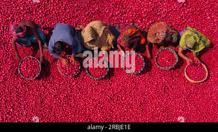 Bogra, Rajshahi, Bangladesch. 10. Juli 2023, Bogra, Rajshahi, Bangladesch: Tausende von hellen roten Kartoffeln werden gewaschen, sortiert und gepflückt und können in ganz Bangladesch verkauft werden. Arbeiter saugen Tonnen des Gemüses ab, bevor sie es auf einem Gemüsemarkt in Bogra, Bangladesch, in Körbe packen. Die Red La Soda Spuds werden dann in die Hauptstadt Dhaka gebracht, wo sie im ganzen Land verteilt werden. Die Pflücker, die nur Â £2 verdienen. Kredit: ZUMA Press, Inc Kredit: ZUMA Press, Inc./Alamy Live News Stockfoto