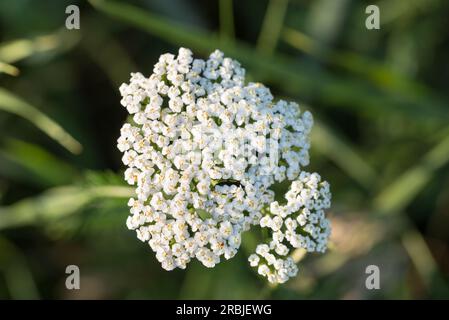 Achillea millefolium, weiße Sommerblumen mit gemeinem Schafgarz, die selektive Fokussierung Stockfoto