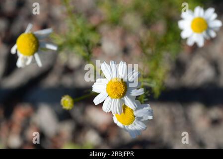 Wilde Kamillenblüten mit selektivem Fokus Stockfoto