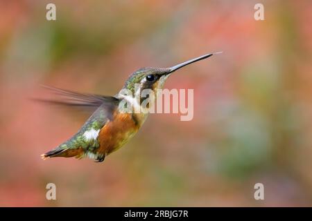 Ein weiblicher Weißbauch-Kolibri aus Woodstar (Chaetocercus mulsant), schwebend in der Nähe von Bogota, Kolumbien. Stockfoto