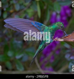 Großer Sapphirewing-Kolibri (Pterophanes cyanopterus), männlich in einer Gartenzucht, ordentliches Bogota, Kolumbien Stockfoto