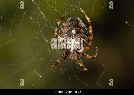 Spider Araneus diadematus mit einem Kreuz auf dem Rücken auf einem Netz vor einem Baumhintergrund. Stockfoto