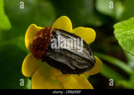 Ein Aaskäfer - Oiceoptoma thoracica sitzt auf einer gelben Blume im frühen Frühling im Wald. Stockfoto