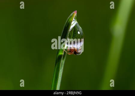 die spinne sitzt auf grünem Gras in Tautropfen. Kleine schwarze Spinne auf dem Gras nach Regen, Nahaufnahme. Unscharfer grüner Hintergrund, Platzierung für Text. Stockfoto