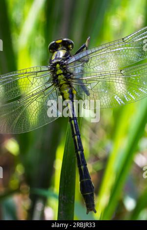 Die Libelle, Gompha vulgaris Gomphus vulgatissimus auf der Pflanze durch das Morgensonnenlicht des Sees im Sommer. Stockfoto