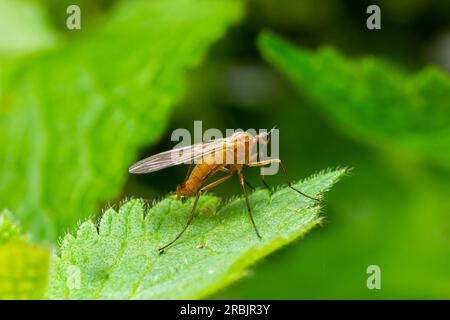 Gelber Fliegenskorpion auf einem Grashalm in einer natürlichen Umgebung, Wald, Sommersonne. Stockfoto