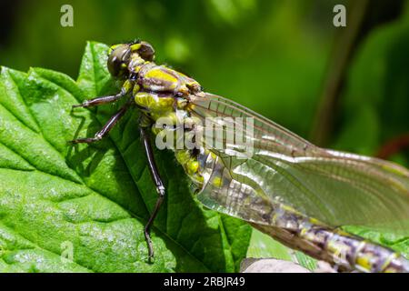 Die Libelle, Gompha vulgaris Gomphus vulgatissimus auf der Pflanze durch das Morgensonnenlicht des Sees im Sommer. Stockfoto